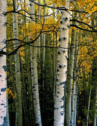 Aspen Stand