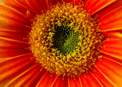 Center of a Flower